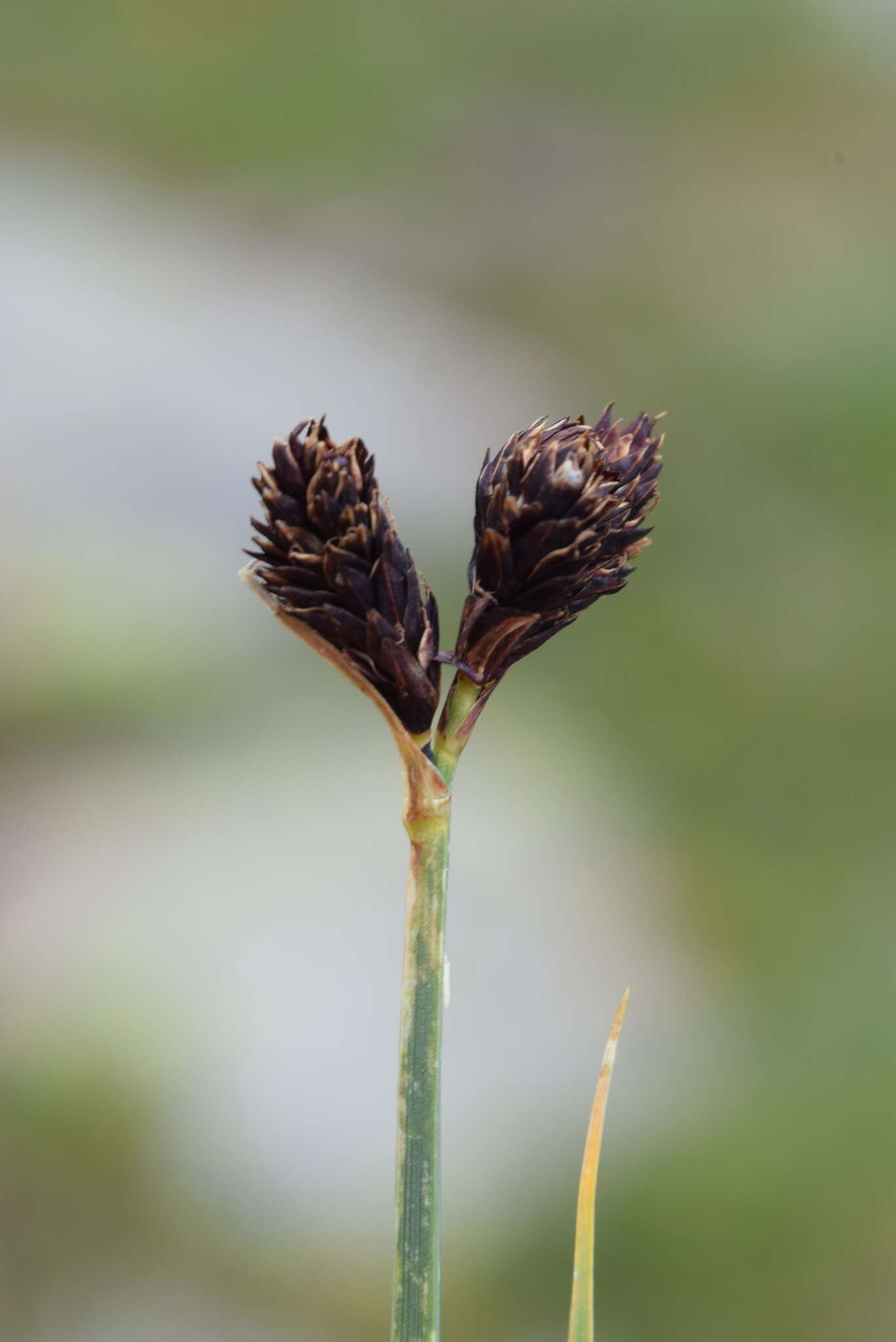 Imagem de Carex parviflora Host