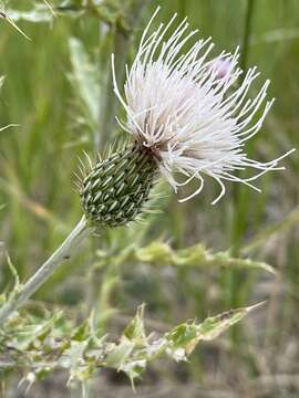 صورة Cirsium tracyi (Rydb.) Petr.