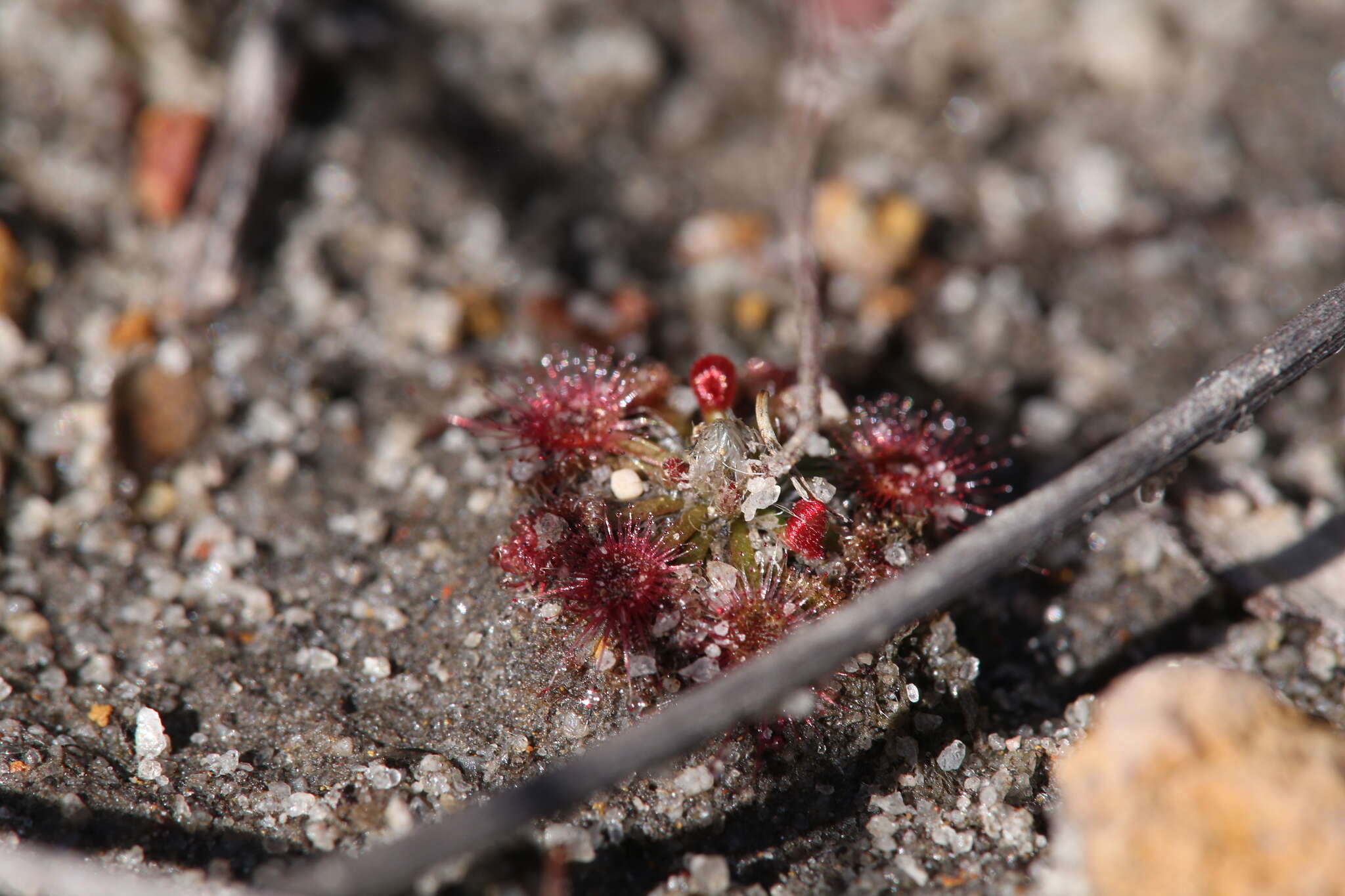 Image of Drosera coomallo Lowrie & Conran