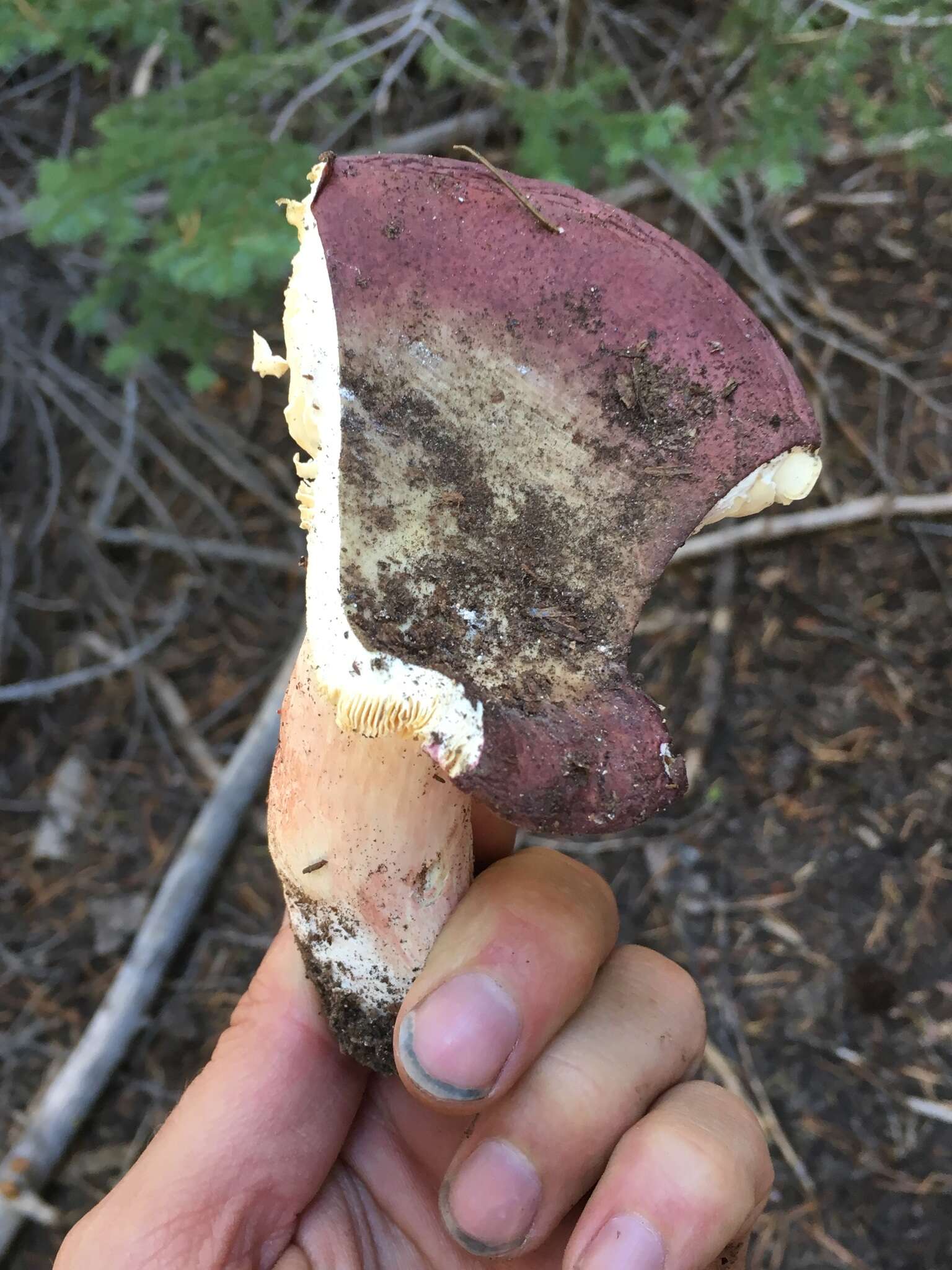 Image of Shrimp Mushroom