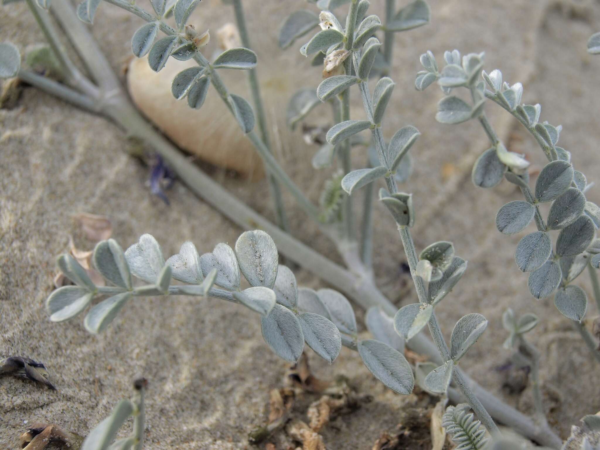 Image of <i>Astragalus <i>magdalenae</i></i> var. magdalenae