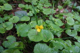 Image of Pioneer Violet