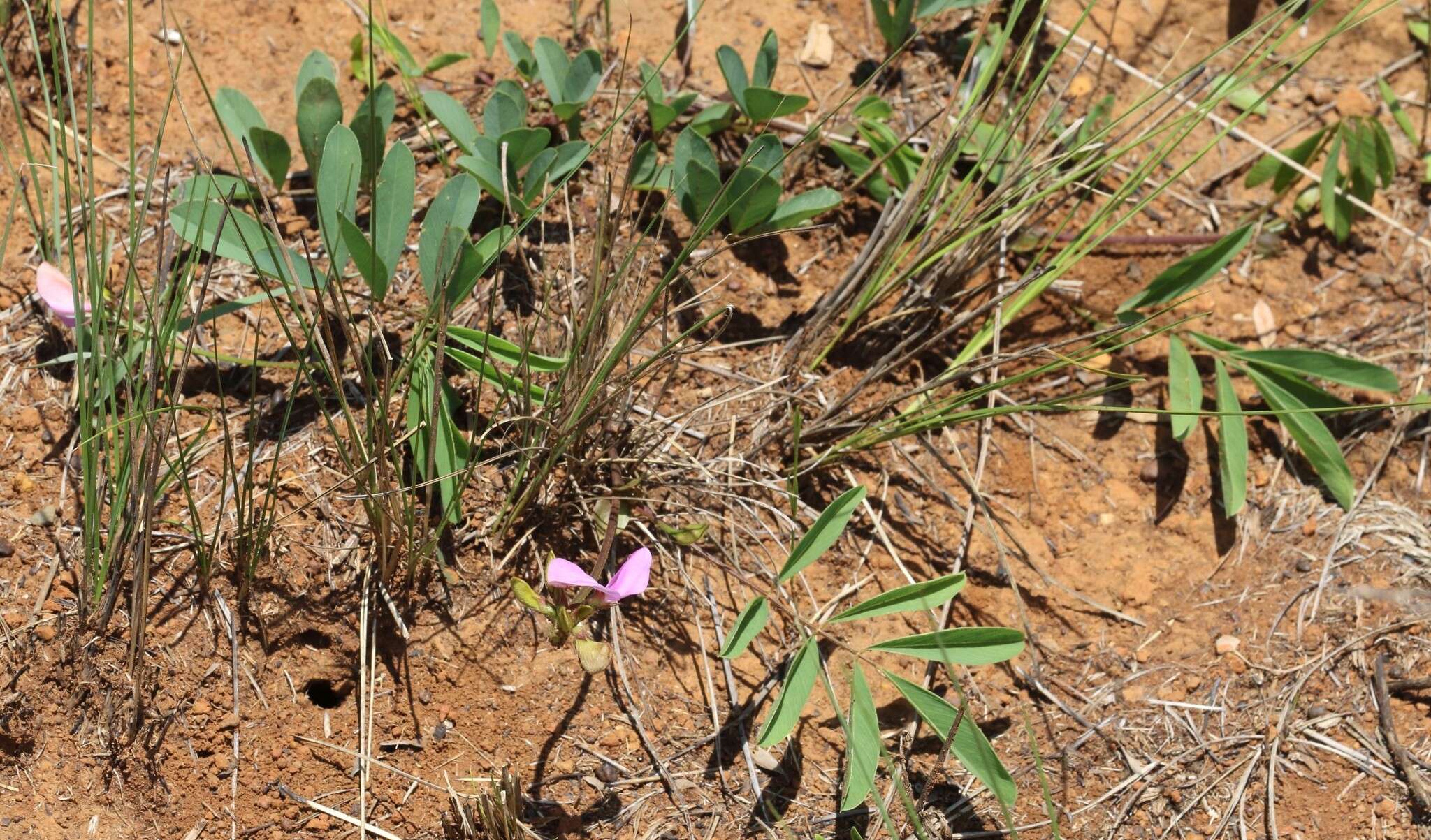 Tephrosia macropoda (E. Mey.) Harv.的圖片