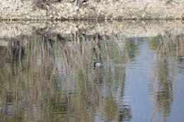 Imagem de Podiceps nigricollis californicus Heermann 1854