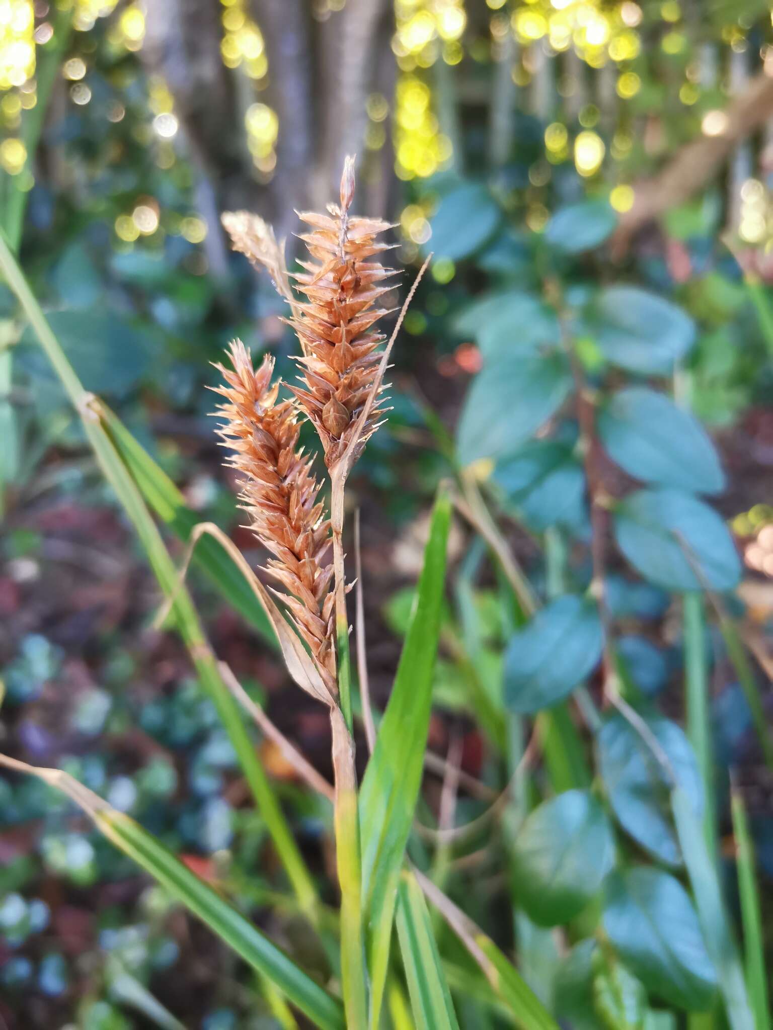 Imagem de Carex clavata Thunb.