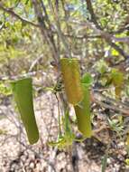 Image of Adenia olaboensis Clav.