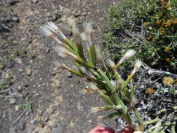 Image of Curio avasimontanus (Dinter) P. V Heath