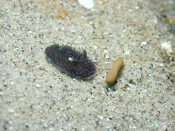 Image of Acanthodoris brunnea MacFarland 1905