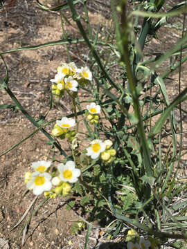 Image of shortlobe phacelia