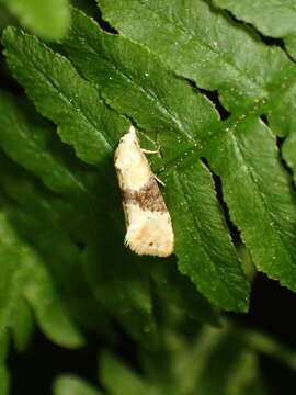 Image of Eupoecilia ambiguella Hübner 1796