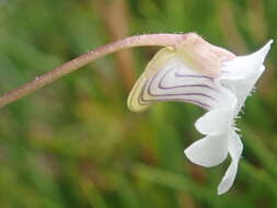 Image of Pinguicula antarctica Vahl