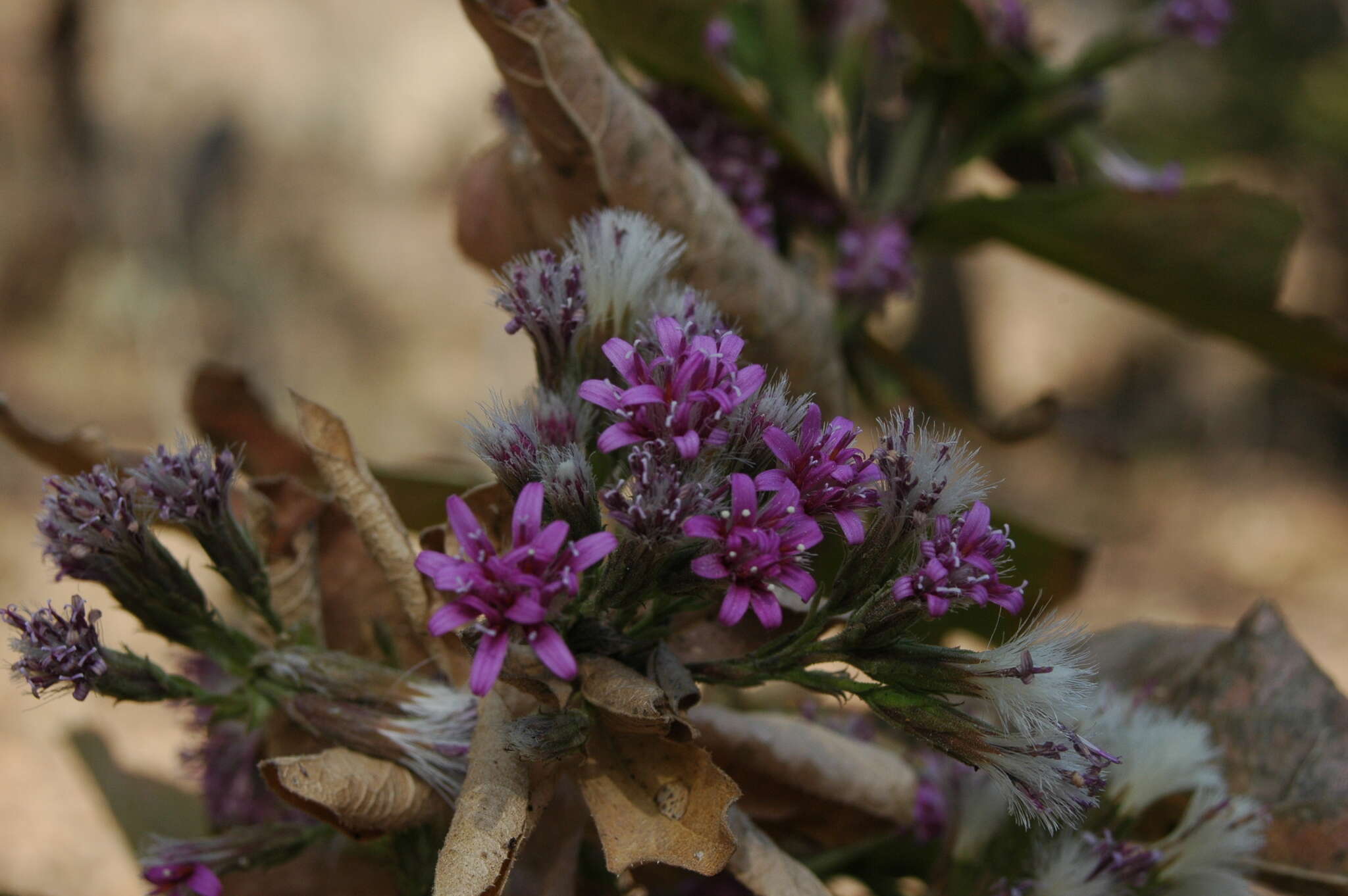 Image of Acourtia moschata (La Llave & Lex.) DC.