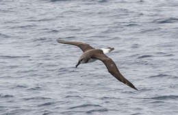 Image of Grey-headed Albatross