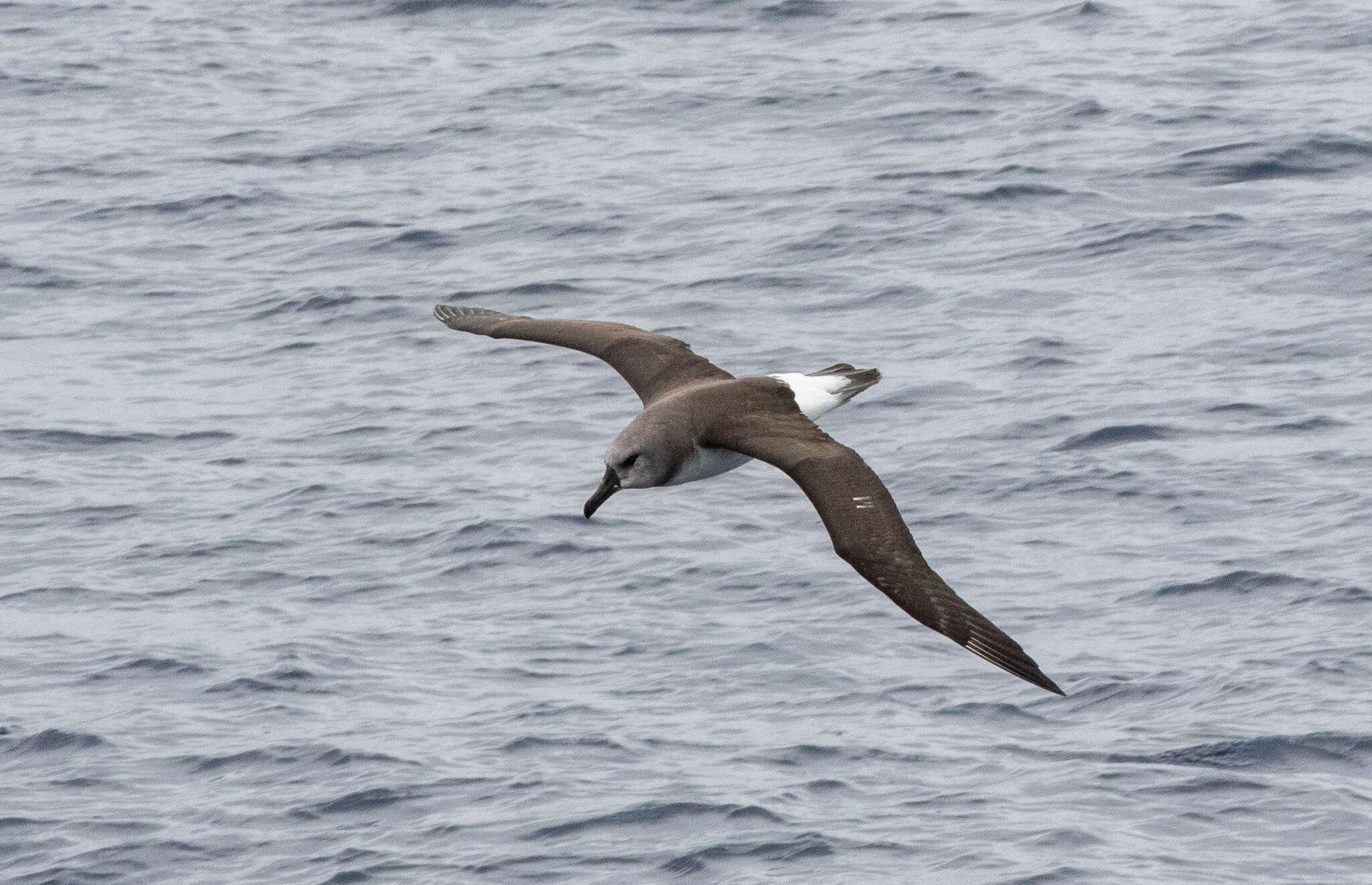 Image of Grey-headed Albatross