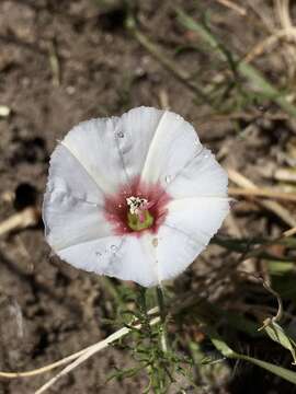 Image of Convolvulus laciniatus Desr.