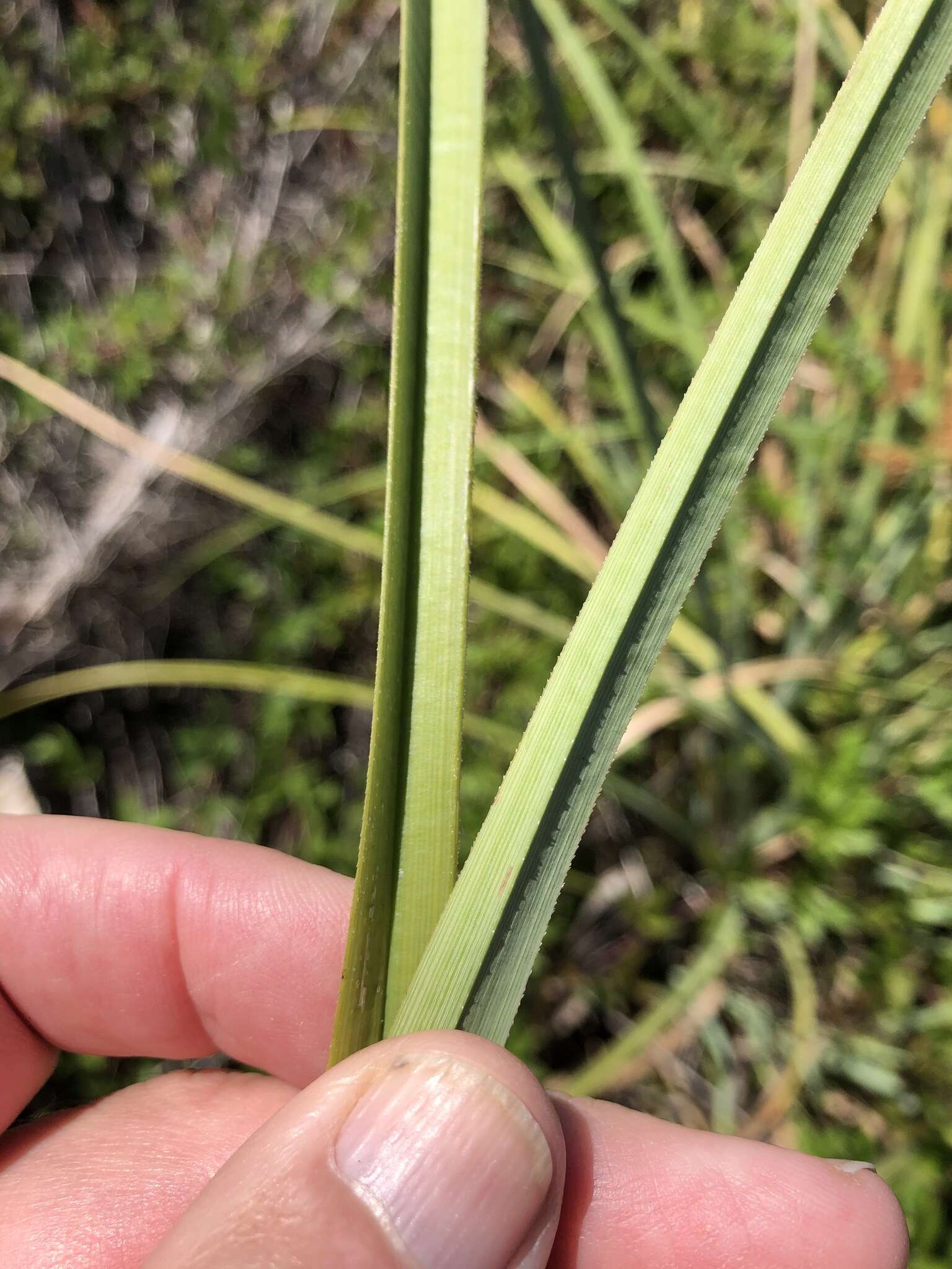 Image of Alabama swamp flatsedge