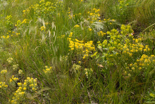 Слика од Alyssum obovatum (C. A. Mey.) Turcz.