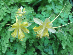 Image of longspur columbine