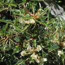 Imagem de Astragalus genargenteus Moris