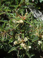 Image of Astragalus genargenteus Moris