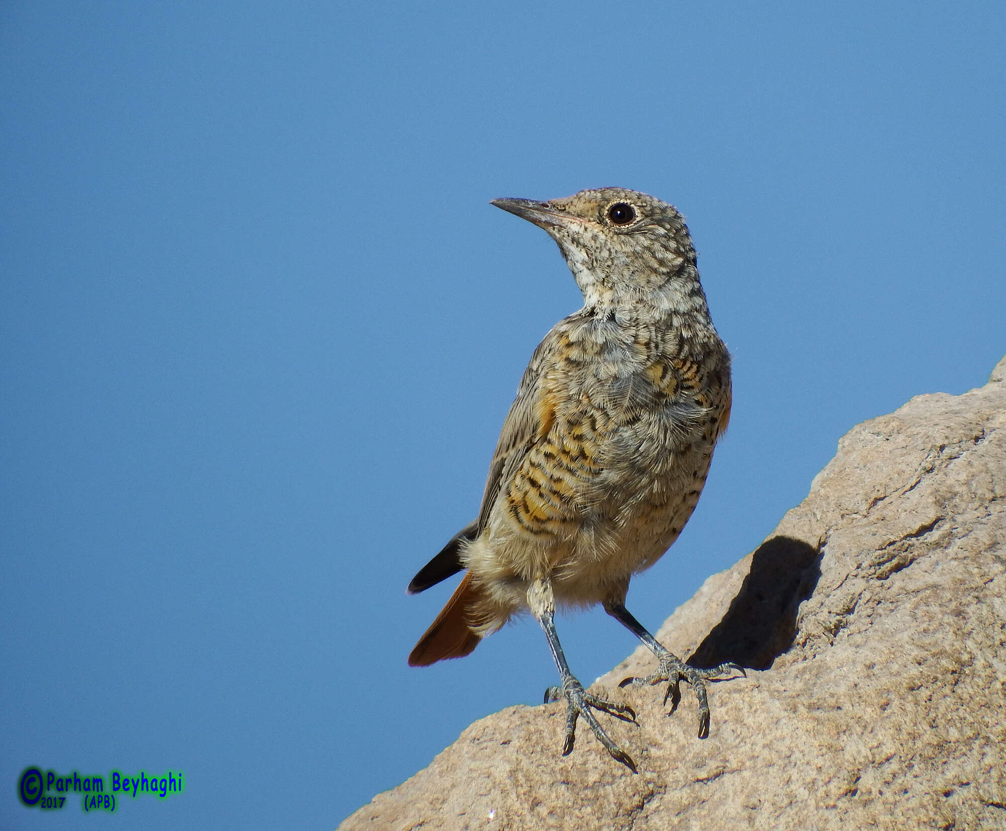 Plancia ëd Monticola saxatilis (Linnaeus 1766)