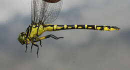 Image of Stylurus annulatus (Djakonov 1926)