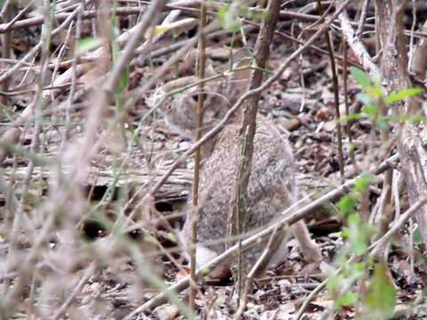 Image of Sylvilagus floridanus (J. A. Allen 1890)