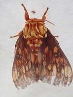 Image of Citheronia andina Lemaire 1971