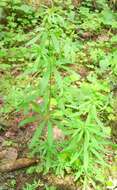 Image of Bedstraw