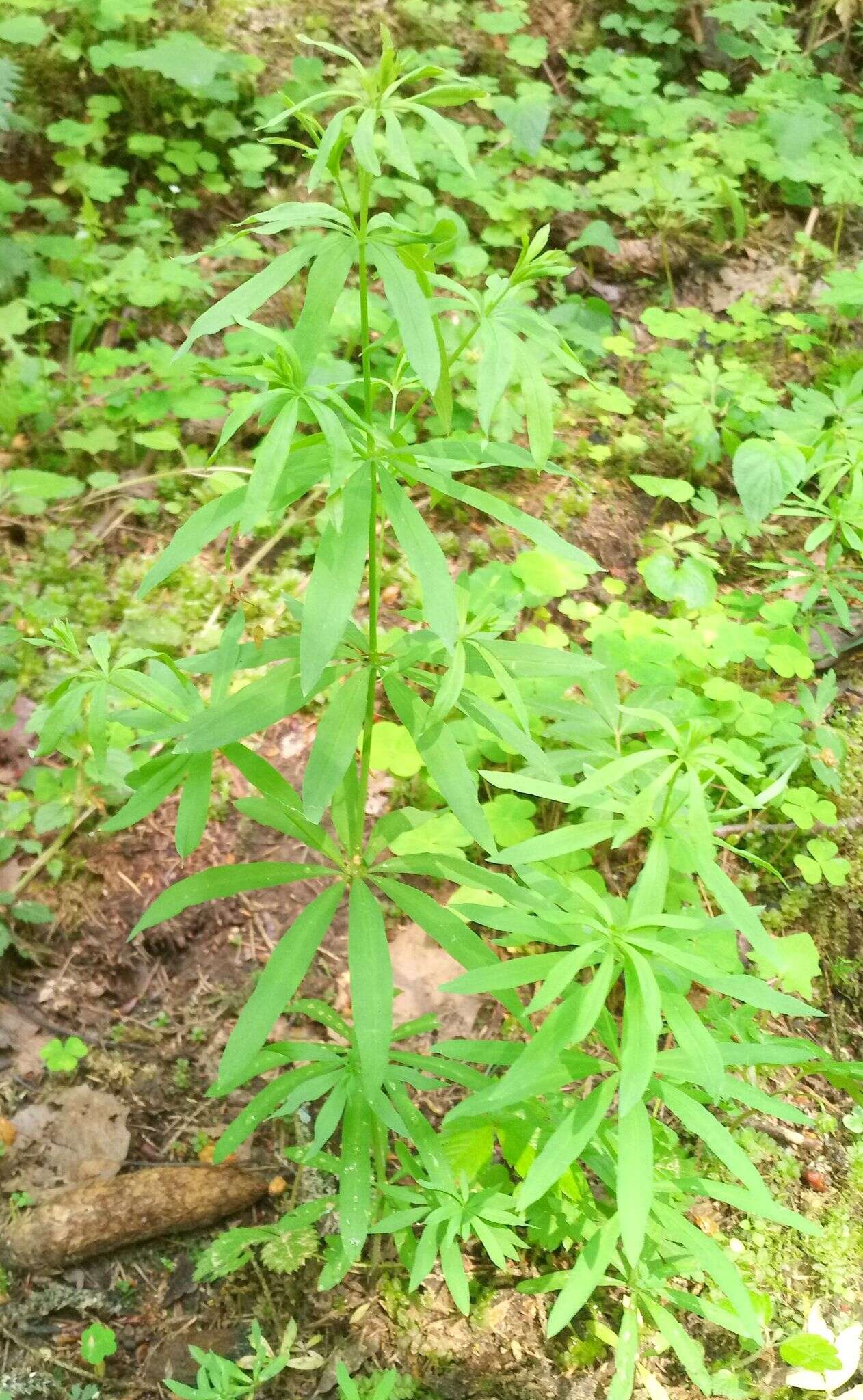 Image of Bedstraw