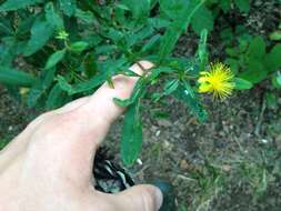 Image of shrubby St. Johnswort