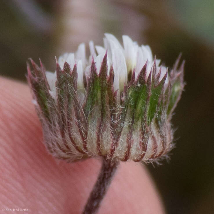 Image of thimble clover