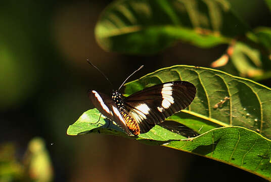 Imagem de Acraea esebria Hewitson 1861