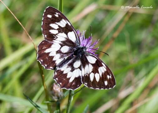 Image of marbled white