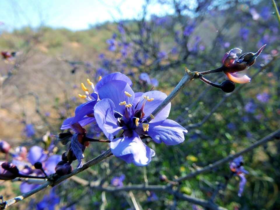 Sivun Guaiacum coulteri A. Gray kuva