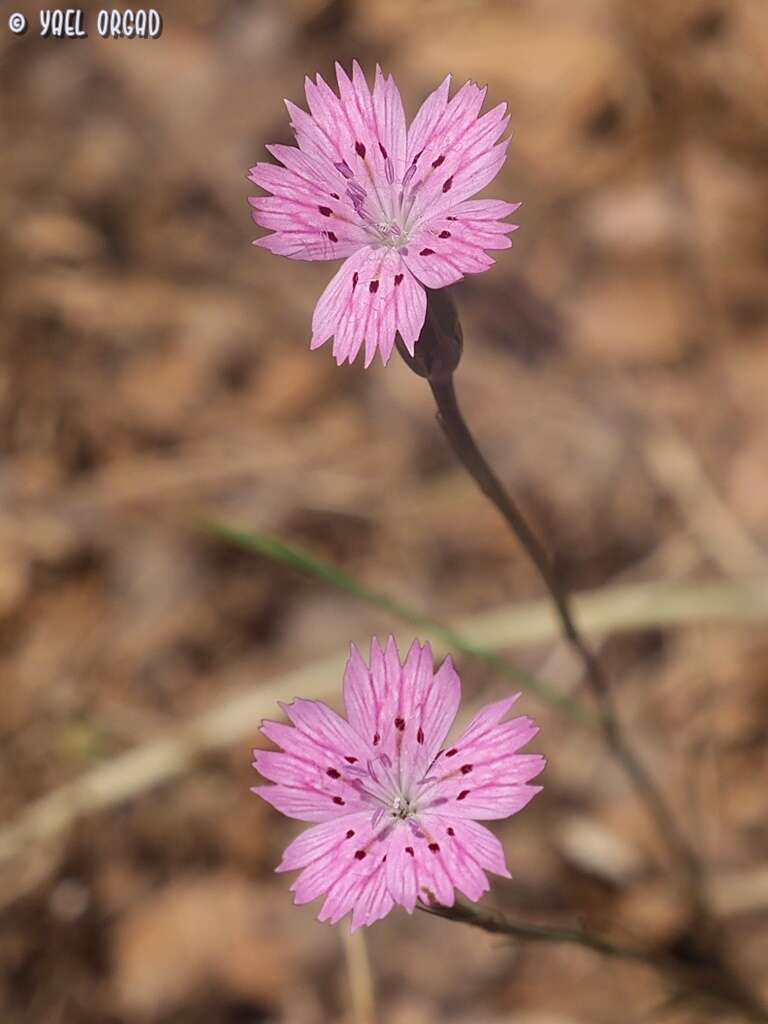 Imagem de Dianthus tripunctatus Sm.