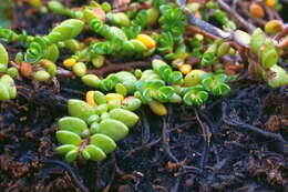 Plancia ëd Wilsonia rotundifolia Hook.