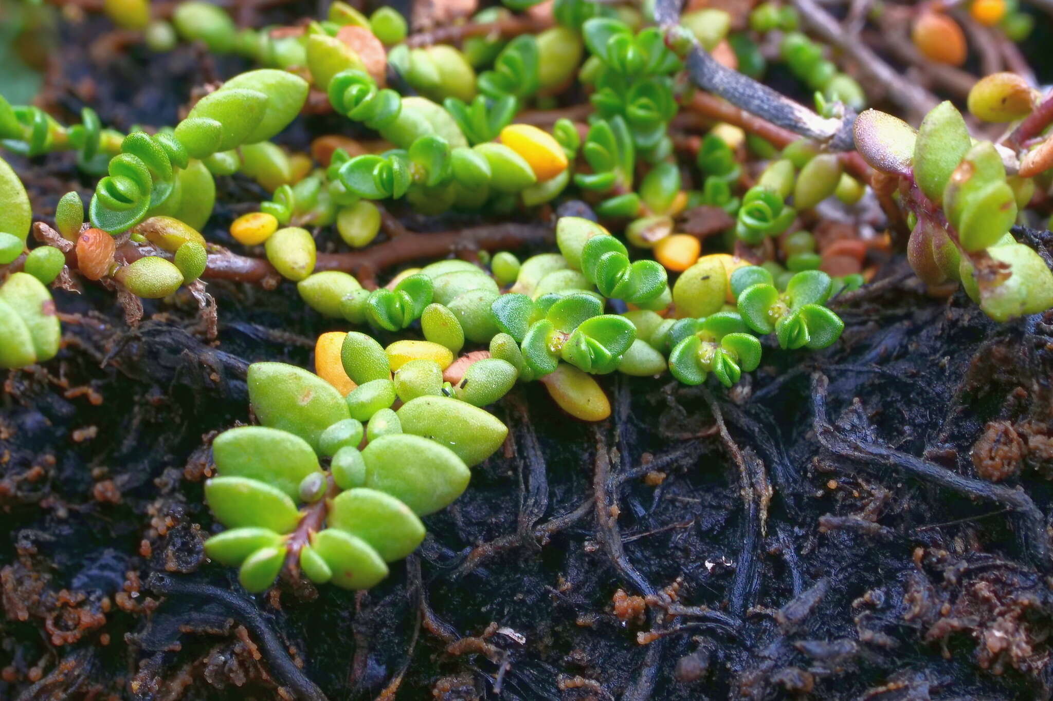 Plancia ëd Wilsonia rotundifolia Hook.