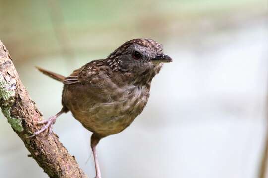 Image of Streaked Wren-Babbler