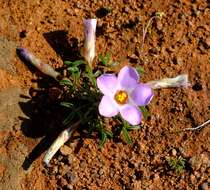 Image of Oxalis callosa Knuth