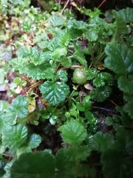 Image of Rubus radicans Cav.