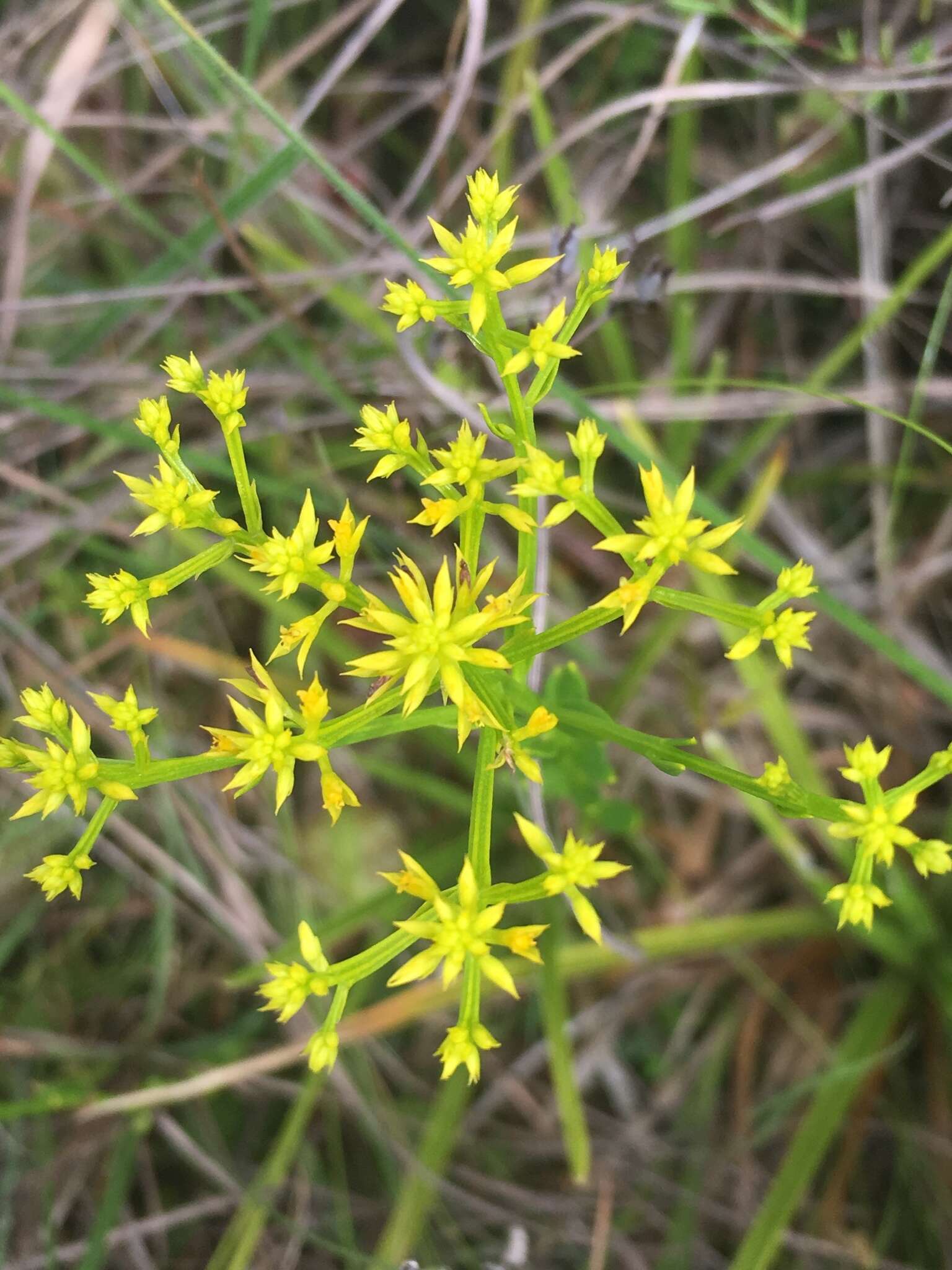 Polygala ramosa Ell.的圖片