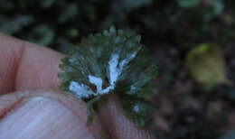 Image of Hymenophytaceae