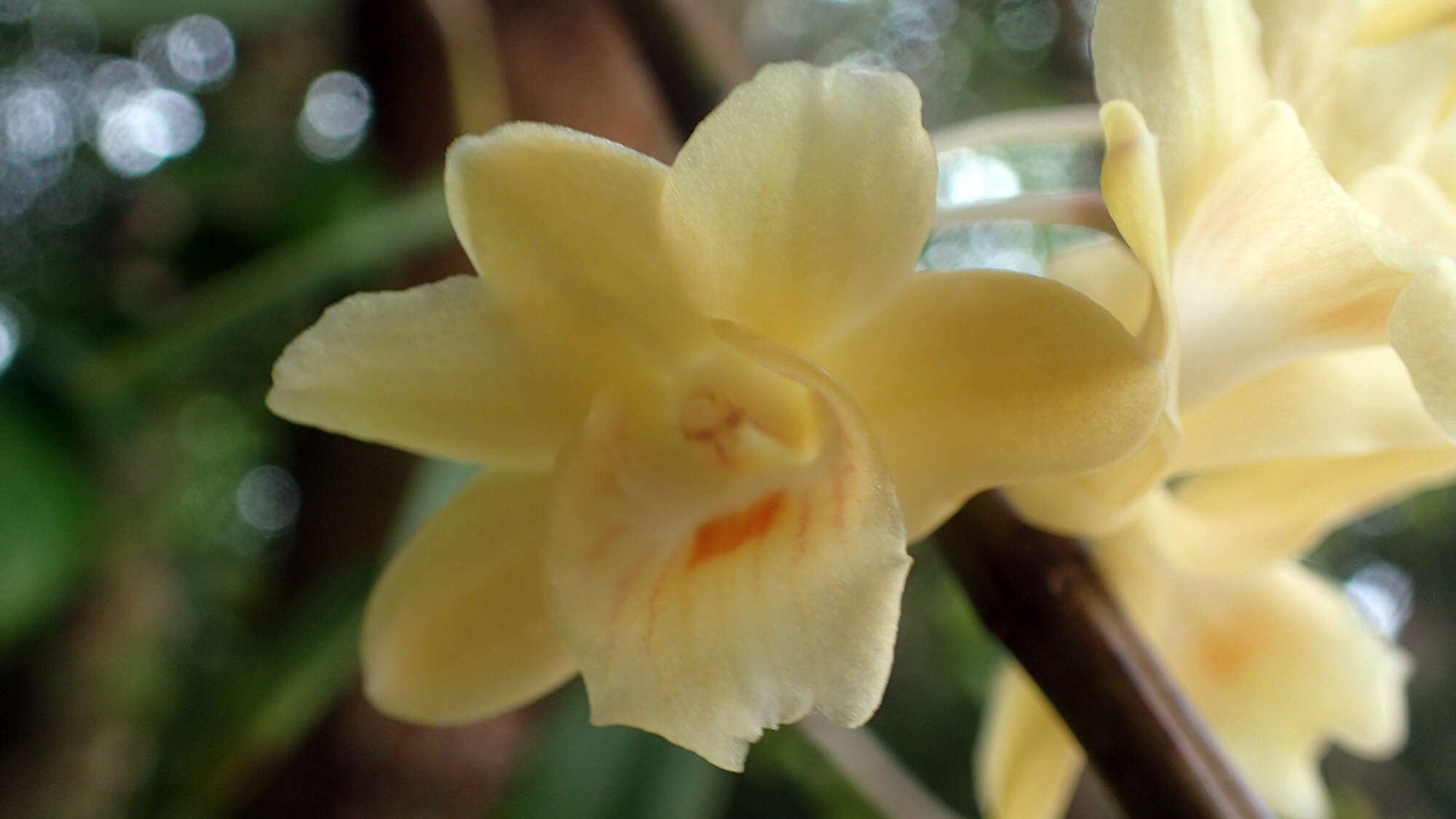 Image of Dendrobium sanguinolentum Lindl.