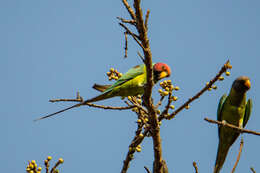 Image of Plum-headed Parakeet