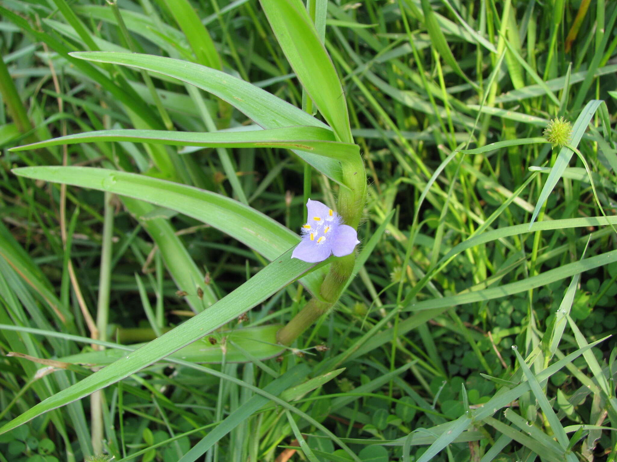 Image of Cyanotis axillaris (L.) D. Don ex Sweet