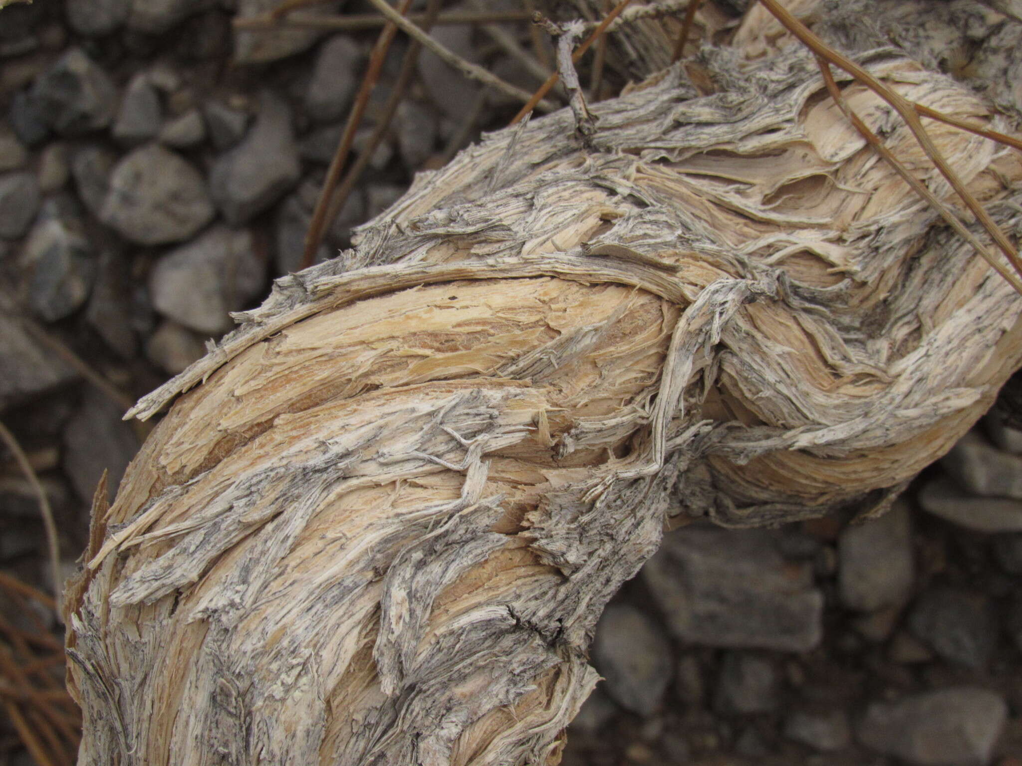 Aphyllocladus ephedroides Cabrera resmi