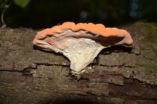 Image of Piptoporellus soloniensis (Dubois) B. K. Cui, M. L. Han & Y. C. Dai 2016