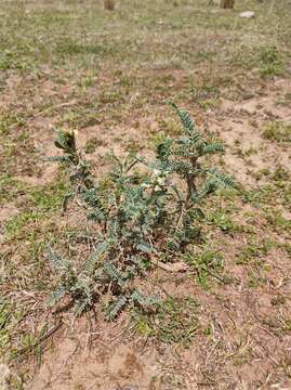 Image of Astragalus garbancillo Cav.