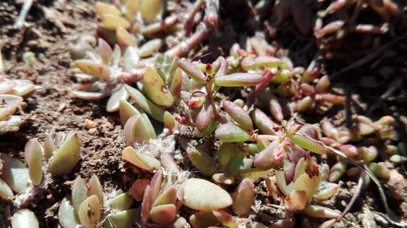 Image of Portulaca quadrifida L.